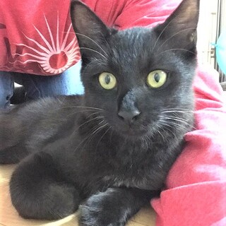 尻尾がちょっとゴージャスな甘えん坊くん♪