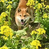 コロ