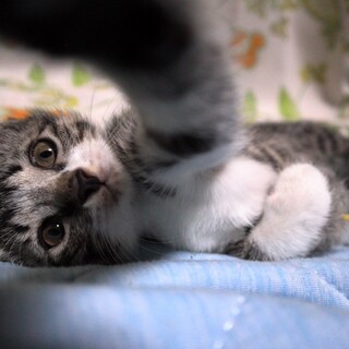 おっとりマイペースなサバシロちゃんです♪