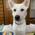 元気な子犬の男の子です