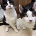 可愛い兄妹子猫ちゃん