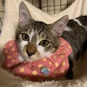生後6ヶ月　キジトラお鼻の模様が可愛い男の子