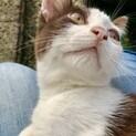 【珍しい茶色】4ヶ月の甘えん坊子猫【オス】