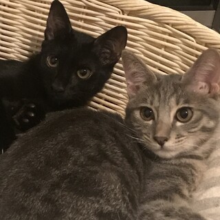 【里親さま決定】ブルータビーと黒猫の姉妹♡