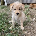小型ミックス犬　子犬2ヶ月　女の子