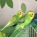 セキセイインコの兄弟　2羽になります