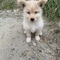 小型ミックス犬　子犬2ヶ月　男の子