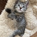 2020/6/20生まれのキジトラちゃん