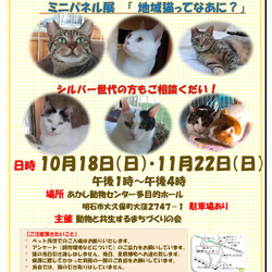 おとな猫譲渡会㏌明石　多頭飼育からの救済を！！