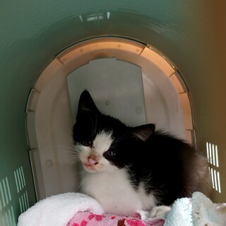 僕の名前はトト君だよ(((o(*ﾟ▽ﾟ*)o)))