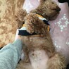 サクラ 