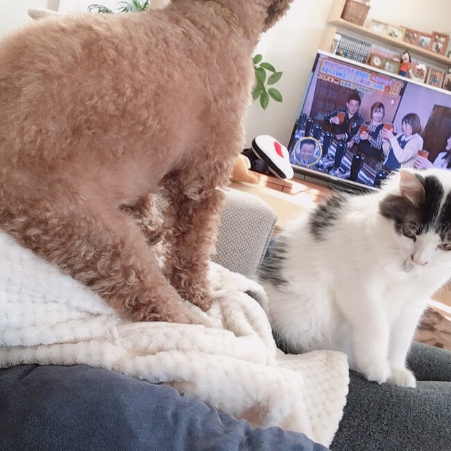 サクラ のカバー写真