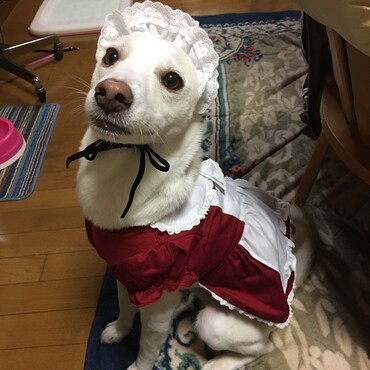 うちのメイドさん！