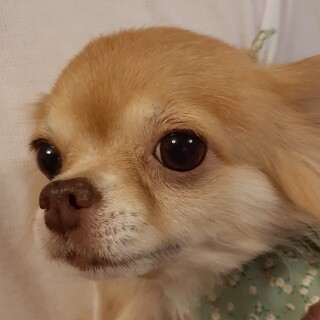 遊ぶのも撫でてもらうのも大好き♡ゼリーちゃん