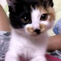 可愛い三毛猫ちゃん