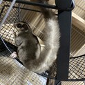 フクロモモンガのメスの里親検討中