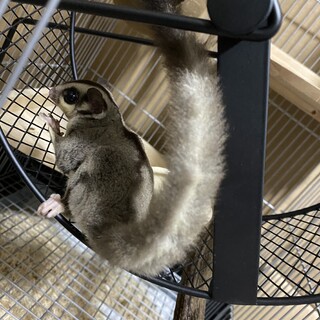 フクロモモンガのメスの里親検討中