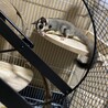フクロモモンガのメスの里親検討中 サムネイル2