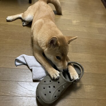 玄関へ行って、そーーーっととってきます。笑　　怒られるのはわかっているみたい。笑