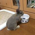 ミニうさぎ