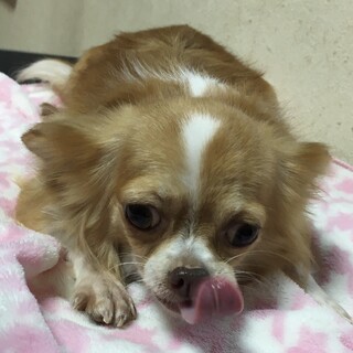 チワワの女の子里親募集します！