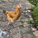 無料で差し上げます。