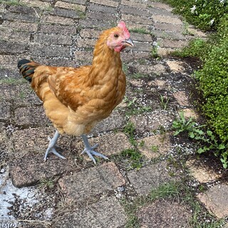 無料で差し上げます。