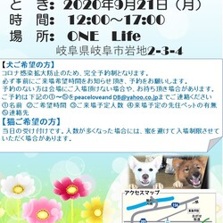わんにゃん譲渡会