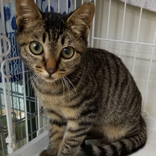 キジの女の子、3ヶ月半です