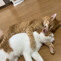 仲良し兄妹に、心優しい里親さんを探しています。