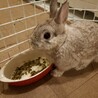 滋賀保護うさぎ　健くん♂去勢済 サムネイル2