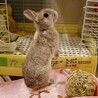滋賀保護うさぎ　健くん♂去勢済 サムネイル4