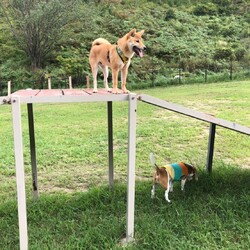 柴犬はドッグランで