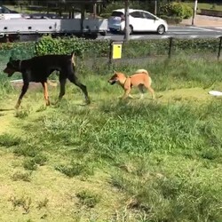 「柴犬はドッグランで」サムネイル2