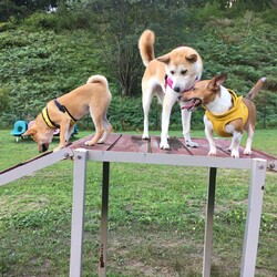 「柴犬はドッグランで」サムネイル3