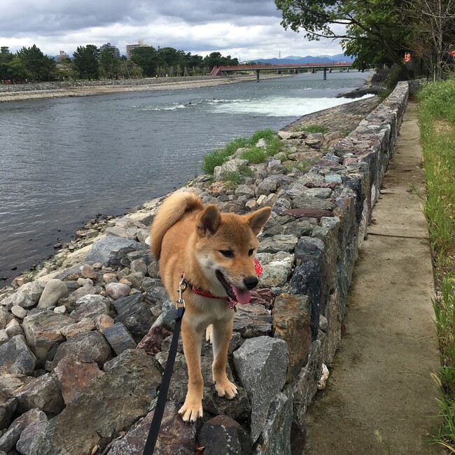 こーのとりのカバー写真