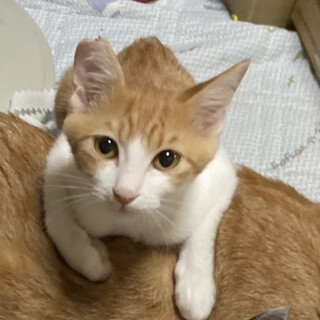 誰とでも仲良く出来る仔