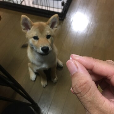 前歯が抜けたよ！！