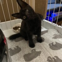 こんぶ