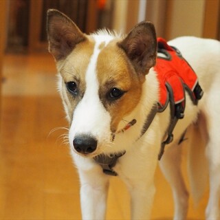 少し怖がりな男の子「マッシュ」