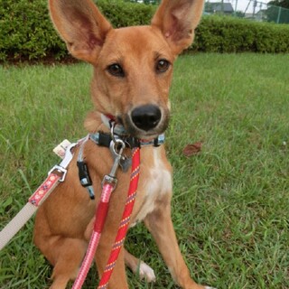 素直で穏やかな男の子「ダイダイ」