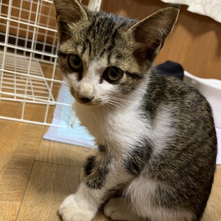 キジシロ　オス　生後2、3ヶ月