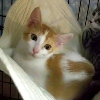 茶白のハンサムボーイ