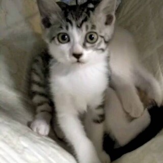 アイラインくっきりのサバ白