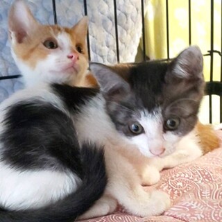 天真爛漫な白黒の女の子