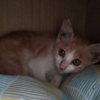 子猫のスマイル