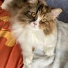 むぎのしん