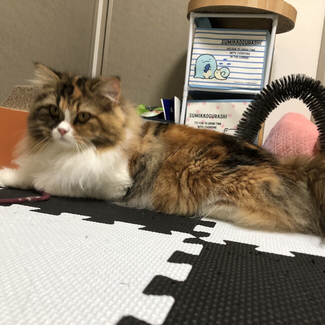 むぎのしんのカバー写真