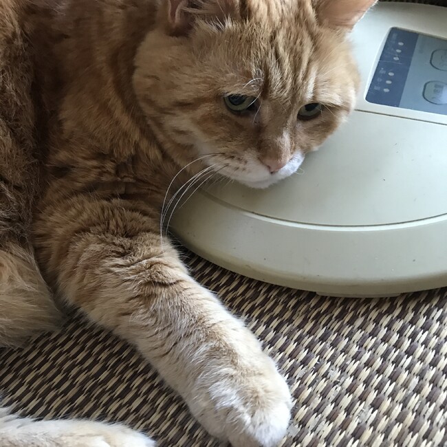 ゆこあひのカバー写真