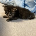 生後3週間の長毛兄妹